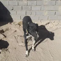 سگ باغ|سگ|قوچان, |دیوار