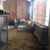 سه عدد بز با دوتا کهره نر|حیوانات مزرعه|خورموج, |دیوار