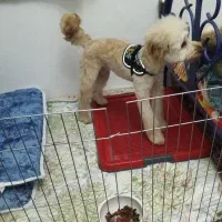 سگ شیپو میکس پودل شیتزو