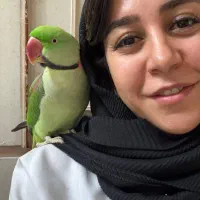 گمشده شاه طوطی