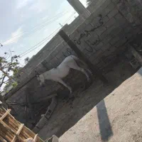 فروشی هست نریان یک شکل سفید یک دست|اسب و تجهیزات اسبسواری|میناب, |دیوار