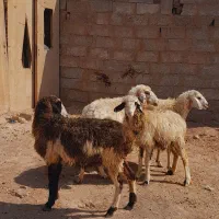 گوسفند میش شیرازی دورگ