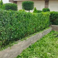 علف تراشی هرس وسمپاشی قطع درخت|خدمات باغبانی و درختکاری|خرمآباد (تنکابن), |دیوار