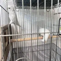 سه جفت عروس هلندی|پرنده|بندرعباس, |دیوار