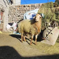 حیوانات. مزرعه
