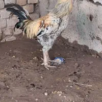 خروس  لاری|حیوانات مزرعه|الوند, |دیوار