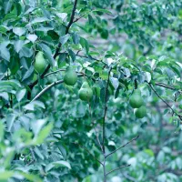 خانه باغ سنددار ۱۱۰۰ متری در روستای امن جاده چالوس|فروش خانه و ویلا|آسارا, |دیوار