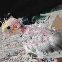 جوجه عروس ابلغ لوتینو