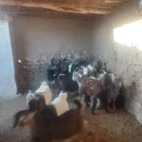 ۳۲راس کهره نر سبک|حیوانات مزرعه|فراشبند, |دیوار