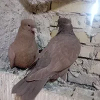 کفتر یا کبوتر|پرنده|سلامی, |دیوار