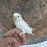 طوطی گرینچگ طوطی برزیلی|پرنده|قرچک, زیبا شهر|دیوار