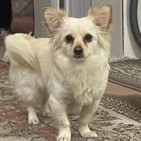 سگ پامرانین