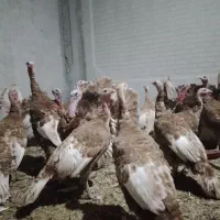 تخم بوغلمون نژاد بروبون|حیوانات مزرعه|کرمانشاه, |دیوار