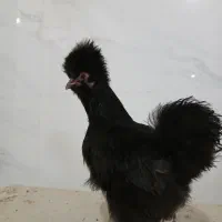 مرغ ابریشمی تخم گذار|حیوانات مزرعه|لنجان, |دیوار