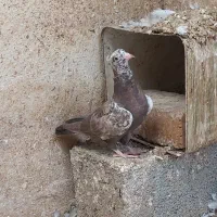 ۷تا جوجه کبوتر دونخور شده