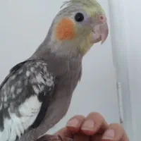 طوطی عروس هلندی های رام و چلوندنی وسخنگو رنگ مختلف|پرنده|قائم‌شهر, |دیوار