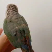 طوطی گرینچیک
