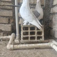 کبوتر زینتی