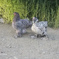 برهما اصیل|حیوانات مزرعه|بانه, |دیوار