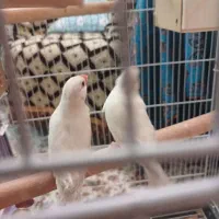 فنچ نرگسی کرم لایت|پرنده|شیراز, بریجستون|دیوار