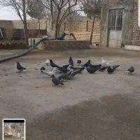 کفتر،کبوتر|پرنده|اصفهان, ارغوانیه|دیوار