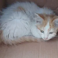 بچ گربه رایگان|گربه|لاهیجان, بازکیاگوراب|دیوار