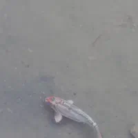 ماهی کوی و قرمز (گلی)