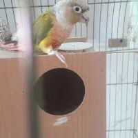 طوطی گرینچینگ جفت