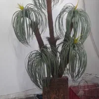 درختچه نخل