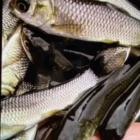 ماهی قرمز ماهی امور وکوی|ماهی|تهران, ترمینال غرب|دیوار