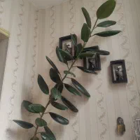 گل برگ گردویی