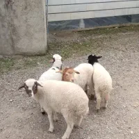 3بزقاله 5بره تالشی|حیوانات مزرعه|شاندرمن, |دیوار