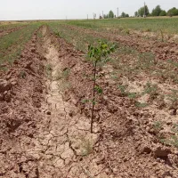 فروش باغ دارای130عدرختهایگردوبادام وغیره|فروش دفتر صنعتی، کشاورزی، تجاری|تاکستان, |دیوار