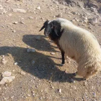 قوچ کله سیاه عالی عالی ۳ساله|حیوانات مزرعه|اندیمشک, |دیوار