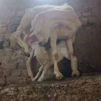 کولار سانن زاییده با بزغاله ماده بزرگ