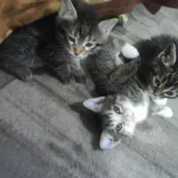 واگذاری گوربا