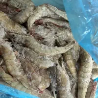 میگو درجه یک پرورشی