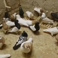 کله سینه|پرنده|آبکوه, |دیوار