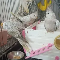 عروس هلندی