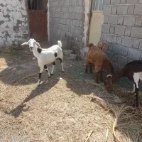 دوبز کهردار