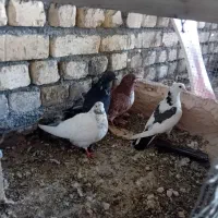 جاروبرقی کاشونی پرشی