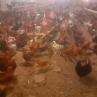 تخم مرغ محلی  نطفه دار و خوراکی|حیوانات مزرعه|گرگان, |دیوار