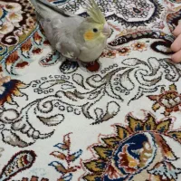 جوجه عروس هلندی