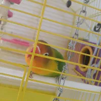 طوطی برزیلی|پرنده|ارومیه, |دیوار