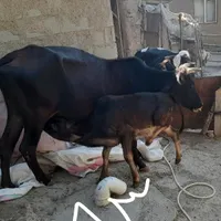 ماده گاو با گوساله نر و یک راس گاو ماده ۲ ساله|حیوانات مزرعه|مینودشت, |دیوار