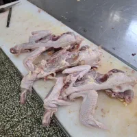 فروش اسکلت مطابق عکس ( برا سگ )