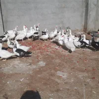 اردک اسراییلی|حیوانات مزرعه|کاشمر, |دیوار