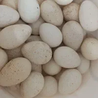 تخم بوقلمون