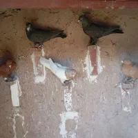 کفتر