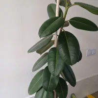 گل فیلتوس بزرگ